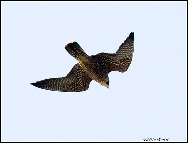 _1SB5970 peregrine falcon.jpg